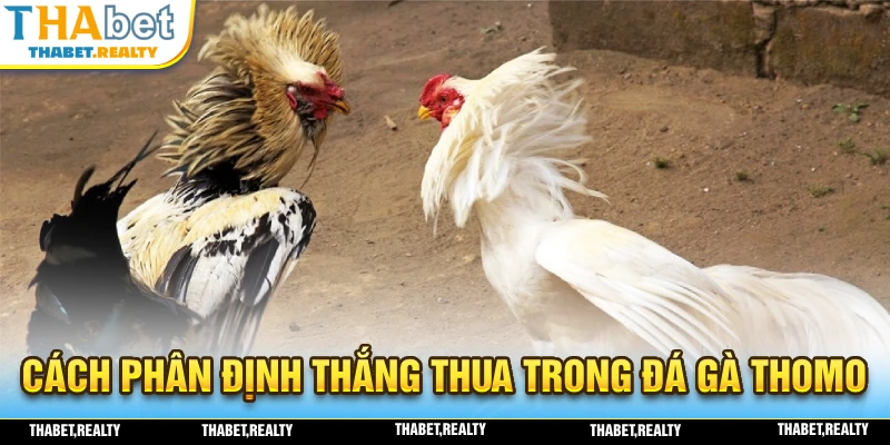 Chia sẻ cách phân định thắng thua trong trò chơi đá gà THOMO