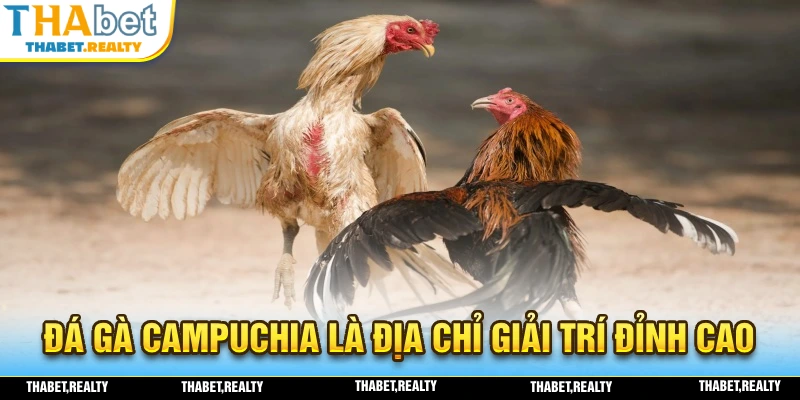 Hình thức giải trí đinh cao đá gà campuchia