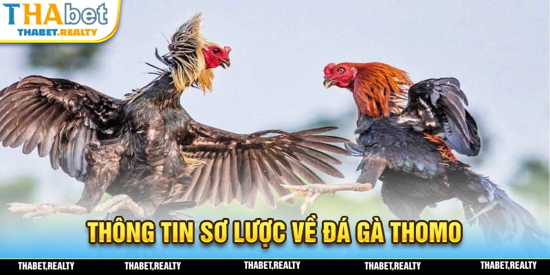 Đôi nét tổng quát về hình thức đá gà THOMO