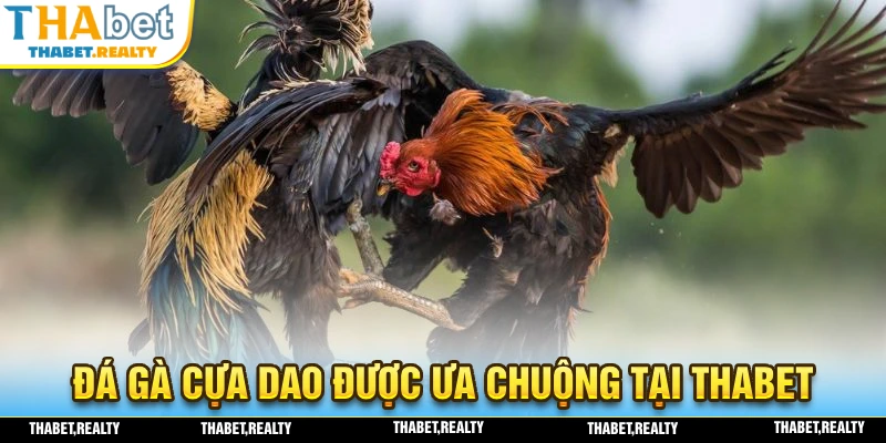 Đá gà cựa dao - Hình thức đá gà được ưa chuộng tại nhà cái THABET
