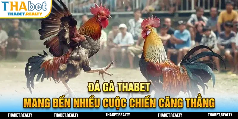 Khám phá ngay hệ thống đá gà THABET đẳng cấp